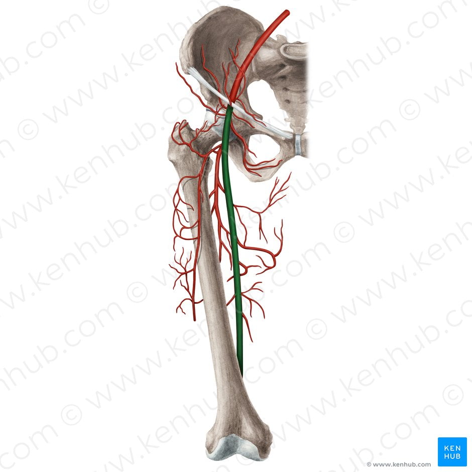 Femoral artery and its branches – Anatomy Atlas